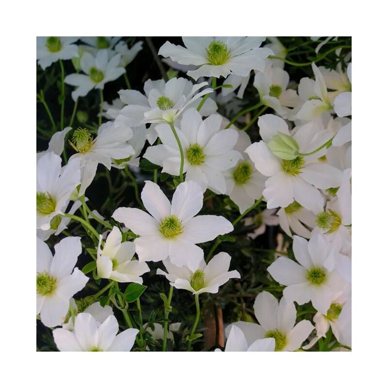 Clématite 'Early Sensation' - clematis forsteri 3L