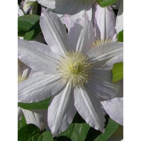 Clématite 'Etoile Nacrée' Pot de 2L/3L