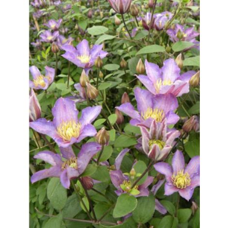 Clématite 'Exciting®' Pot de 2L/3L