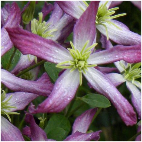 Clématite flammula Rubra Marginata