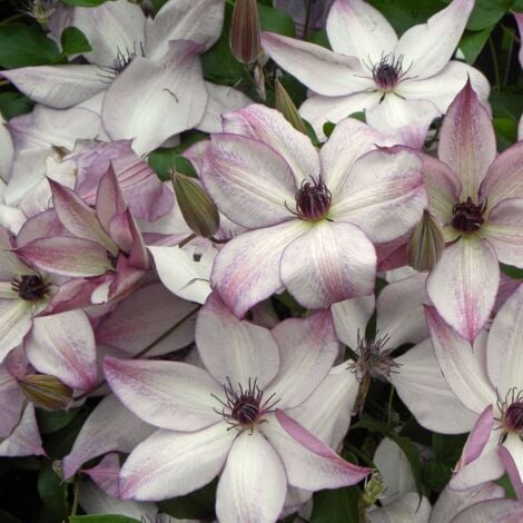Clématite florida Fond Memories®