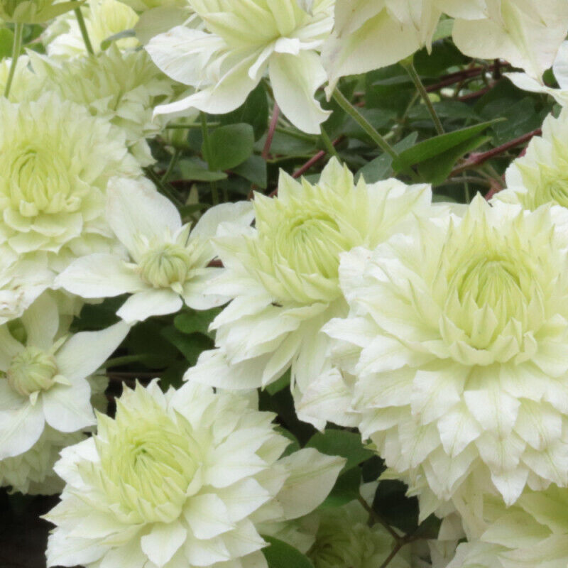 Plantes Avenue - Clématite florida Manju/Pot de 1,5L