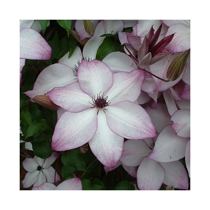 Clématite 'Fond Memories®' - clematis florida 3L