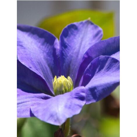 Clématite 'Fuji Musume' Pot de 2L/3L