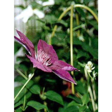 Clématite 'Gipsy Queen' Pot de 2L/3L