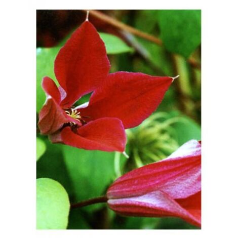 Clématite 'Gravety beauty' Pot de 2L/3L