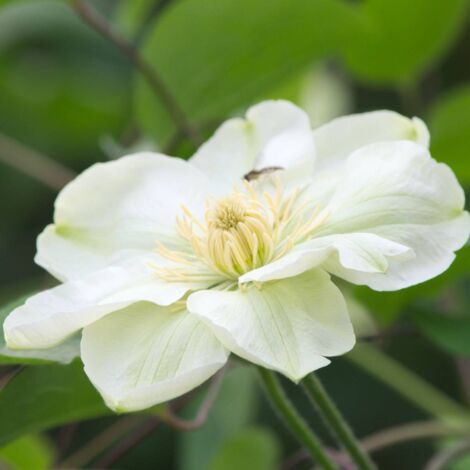 Clématite Guernsey Cream