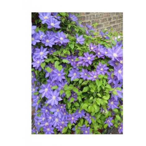 Clématite 'H F Young' Pot de 1,5L/2L