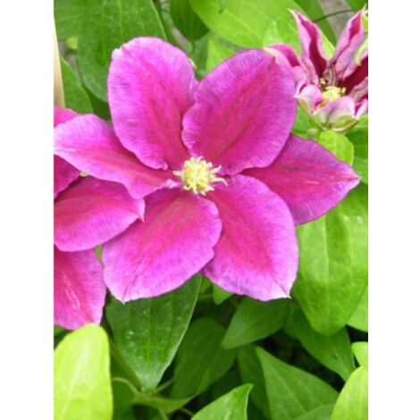 Clématite 'Hania' Pot de 1,5L/2L