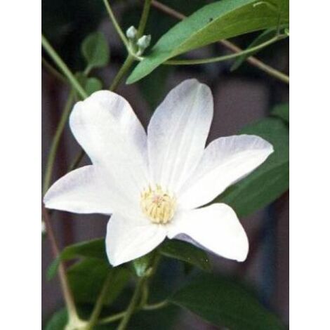 Clématite 'Huldine' Pot de 2L/3L