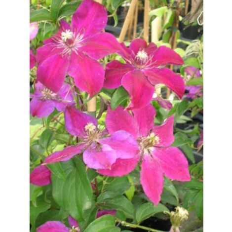 Clématite 'Huvi' Pot de 2L/3L