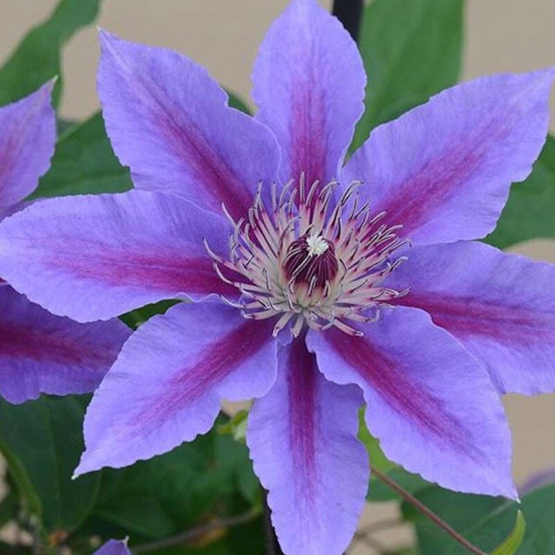 Clématite Ines™ 'Evipo059'/Pot de 3L