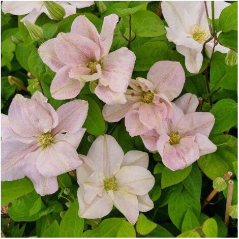 Clématite Innocent blush®/Pot de 2L - 60 cm