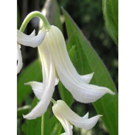 Clématite integrifolia 'Alba' Pot de 2L/3L