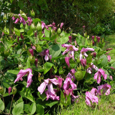 Clématite Integrifolia Alionushka