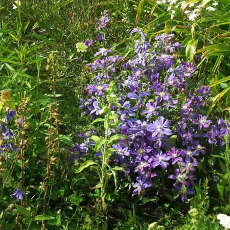 Clématite integrifolia Arabella/Pot de 1,5L