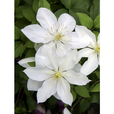 Clématite integrifolia 'Baby Star' Pot de 2L/3L