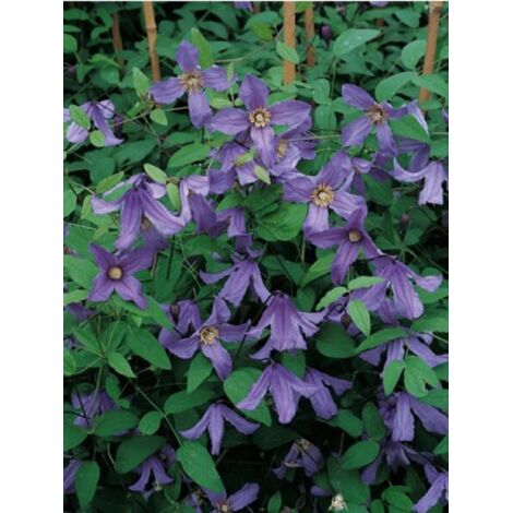 Clématite integrifolia 'Blue Boy' Pot de 1,5L/2L