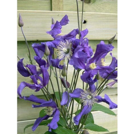 Clématite integrifolia Blue Pirouette® 'Zobluepi' Pot de 2L/3L