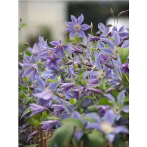 Clématite integrifolia Blue River® 'Zoblueriver' Pot de 2L/3L