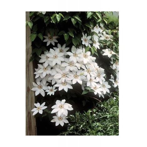 Clématite integrifolia 'Forever'® Pot de 2L/3L