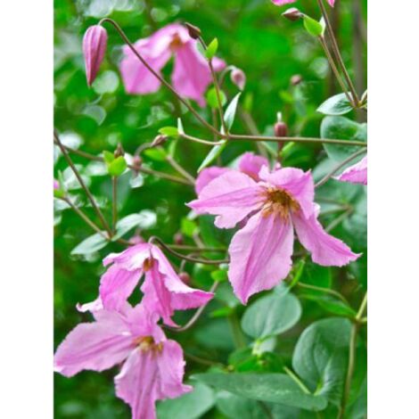 Clématite integrifolia 'Hendryetta' Pot de 2L/3L