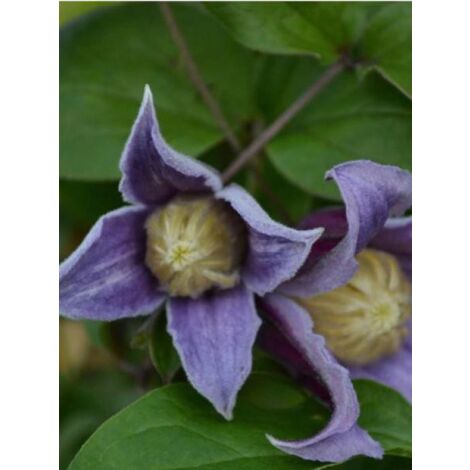 Clématite integrifolia Jan Fopma® 'jozafo' Pot de 2L/3L