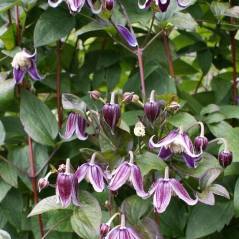 Clématite integrifolia Jan Fopma® 'Zojafo' | Pot de 1,5L