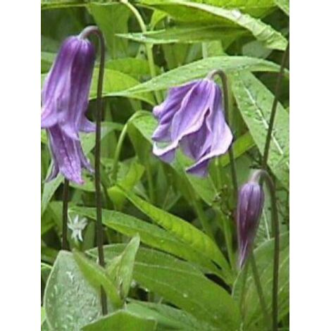 Clématite integrifolia Pot de 2L/3L