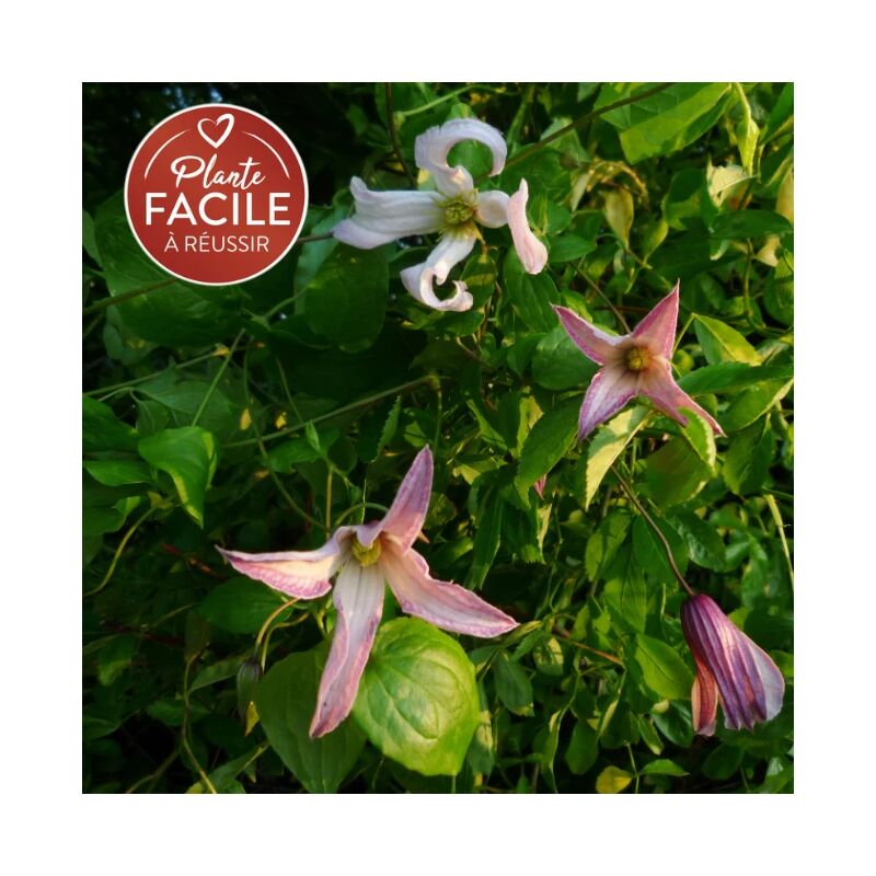 Clématite integrifolia 'Rosea' - clematis 3L - 90/120cm