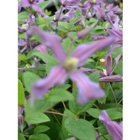 Clématite integrifolia Saphyra® 'estrella' Pot de 1,5L/2L