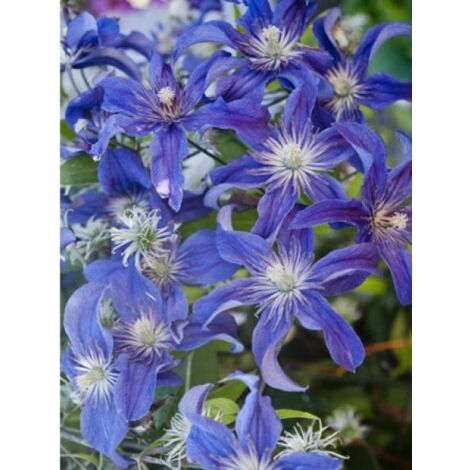 Clématite integrifolia 'Saphyra'® Indigo 'Cleminov 51' Pot de 2L/3L