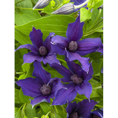 Clématite integrifolia 'Saphyra Violetta' Godet de 8/9 cm