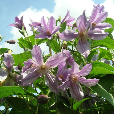 Clématite integrifolia Star River® 'Zostarri'/Pot de 2L - Tuteur bambou 60/90 cm