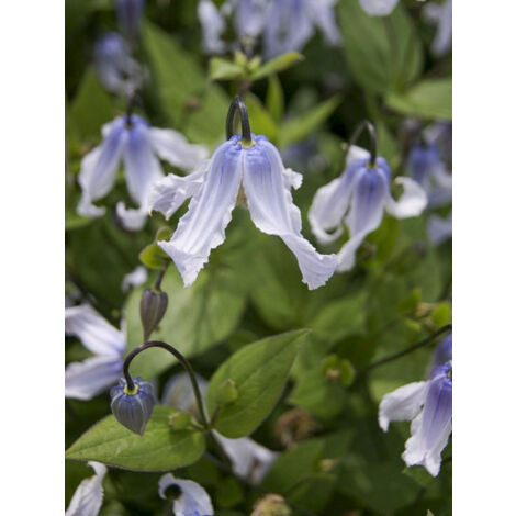 Clématite integrifolia 'Twinckle' Pot de 2L/3L