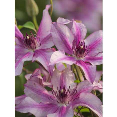 Clématite 'Isabella' Pot de 2L/3L