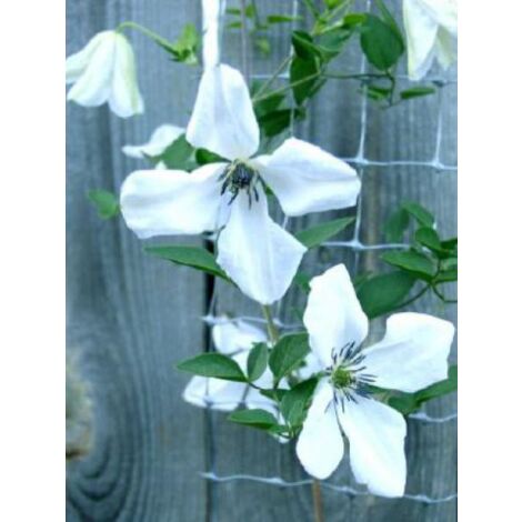 Clématite italienne 'Alba Luxurians' Pot de 2L/3L