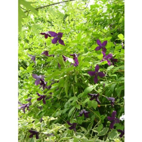 Clématite italienne 'Black Prince' Pot de 2L/3L