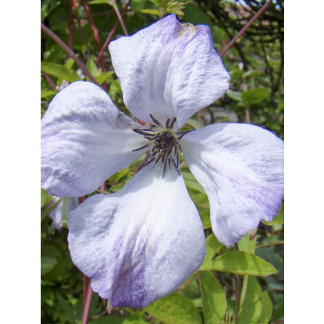 Clématite italienne 'Caerulea Luxurians' Pot de 2L/3L