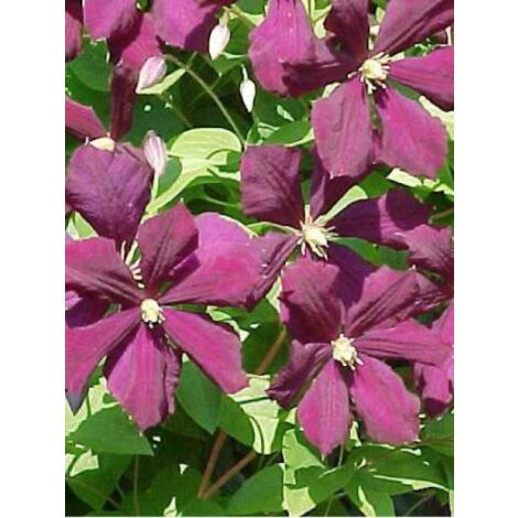 Clématite italienne 'Etoile Violette' Pot de 2L/3L