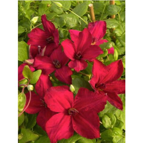 Clématite italienne John Howells® 'zojohnhowells' Pot de 1,5L/2L