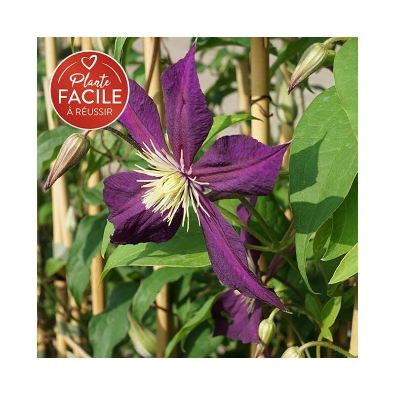 Clématite italienne 'Mikelite' - clematis viticella 3L