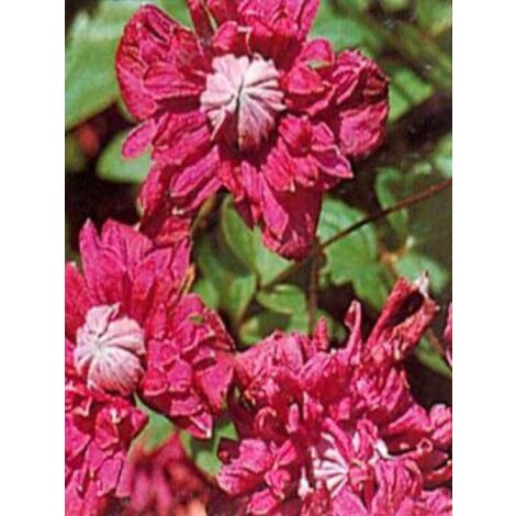 Clématite italienne 'Purpurea Plena Elegans' Pot de 2L/3L