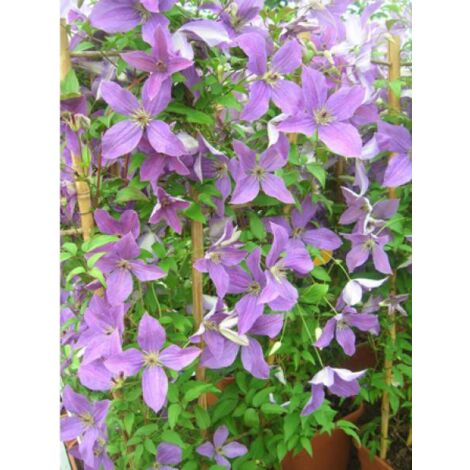 Clématite italienne Sunny Sky® 'zosusk' Pot de 2L/3L