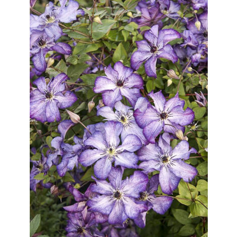 Clématite italienne 'Super Nova' Pot de 2L/3L