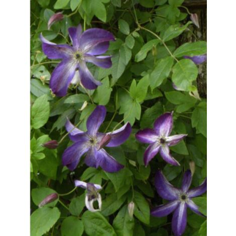 Clématite italienne 'Venosa' Pot de 2L/3L