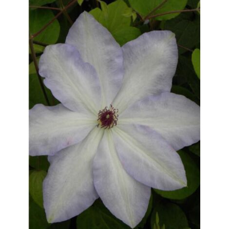 Clématite 'Ivan Olsson' Pot de 2L/3L