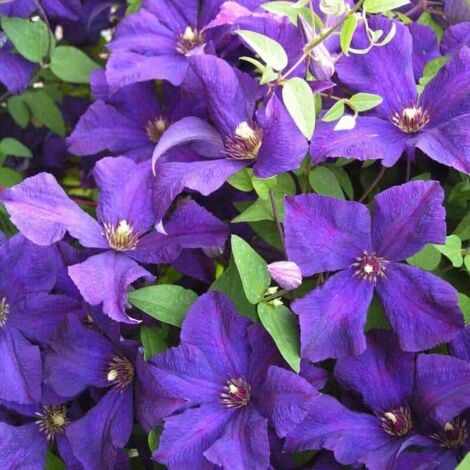 PÉPINIÈRES NAUDET Clématite 'Jackmanii' (Clematis 'Jackmanii')