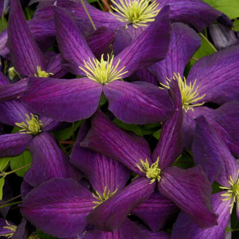 Clématite jackmanii Jackmanii Purpurea® 'Zojapur'/Pot de 1,5L