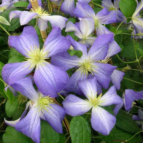 Clématite jackmanii Jenny | Pot de 1,5L - Tuteur bambou 30/60 cm